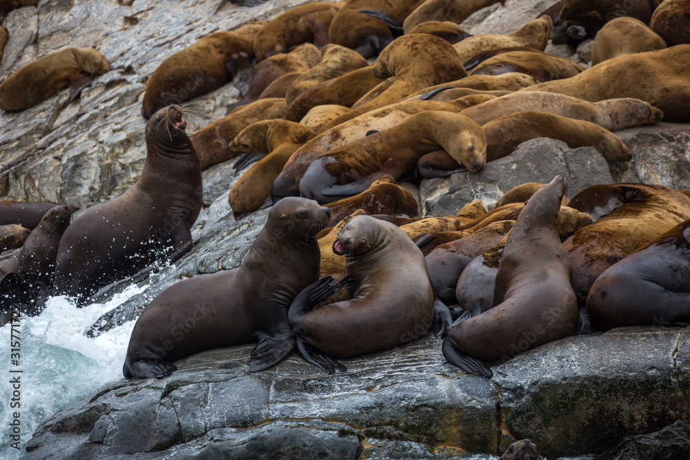 Fototapeta premium seals on rock