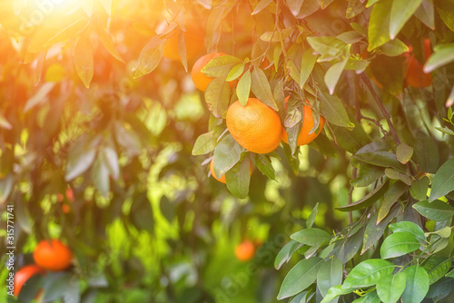 Tangerine garden in sunlight with ripe orange fruits on the sunny trees and fresh green leaves. Ortanique tangor citrus fruit, Mediterranean natural agricultural background, Cyprus