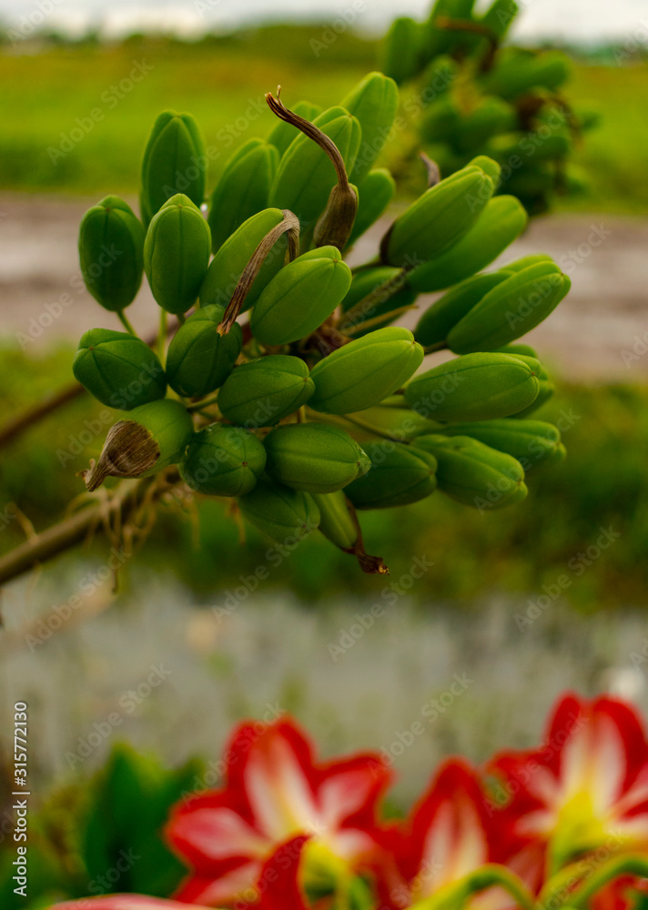 Flor de Áloe Vera Flor de Áloe Vera