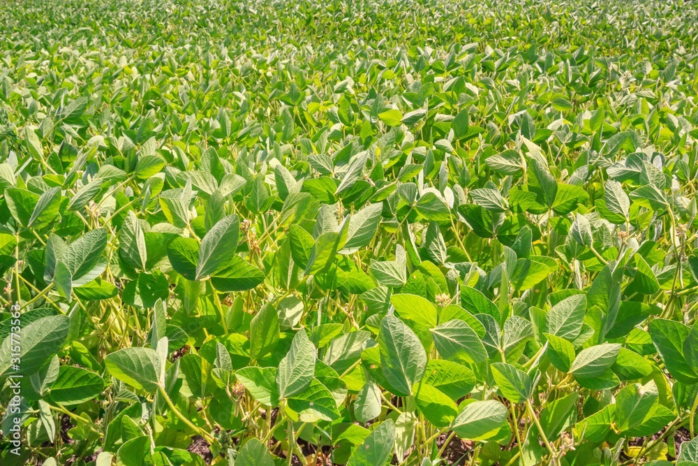 Rural landscape - field the soybean (Glycine max) in the rays summer sun, closeup Rural landscape - field the soybean (Glycine max) in the rays summer sun, closeup