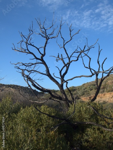 Verbrannter Baum in den spanischen Bergen