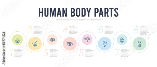 human body parts concept infographic design template. included column inside a male human body in side view, digestive system, ear lobe side view, excretory system, eye with lashes, eye variant with