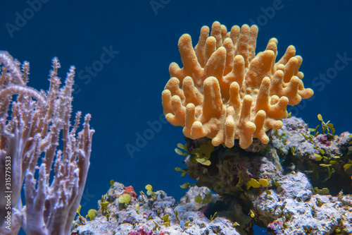 leather soft coral macro underwater background