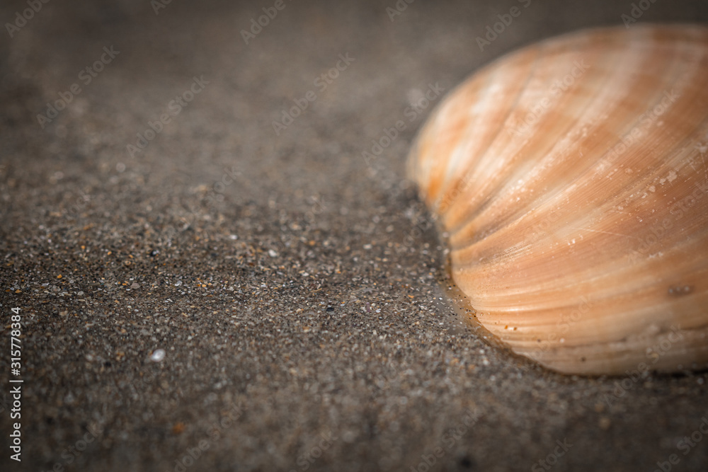close up of shell lying in sand