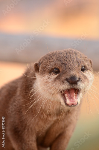 コツメカワウソ