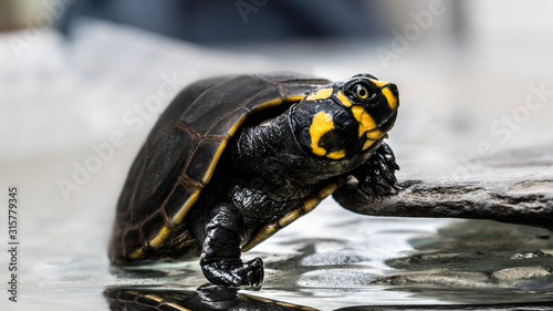 closeup of turtle © Joss