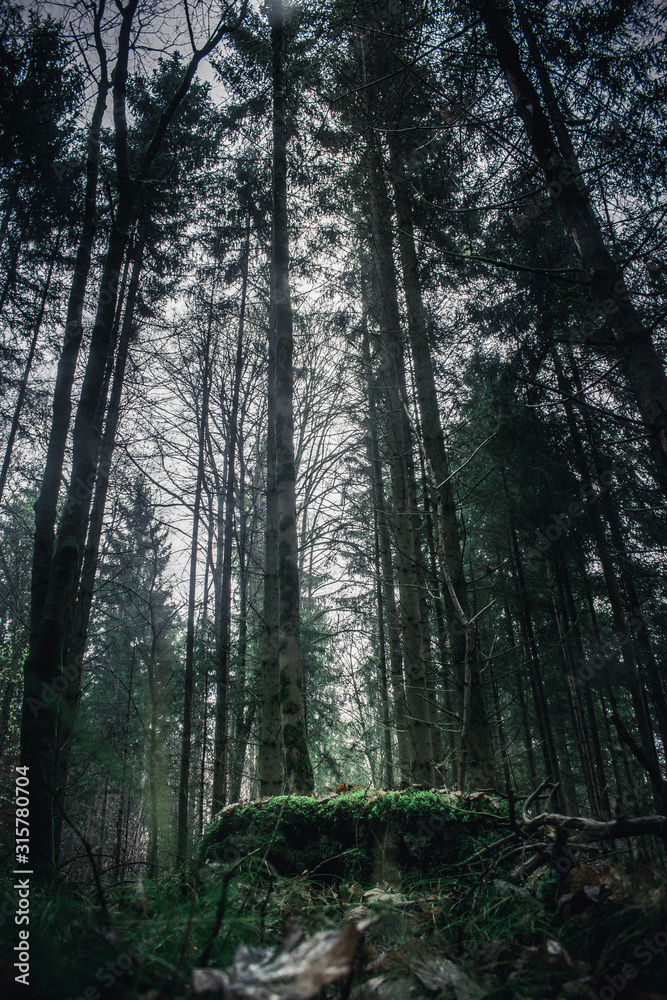 Naklejka premium las