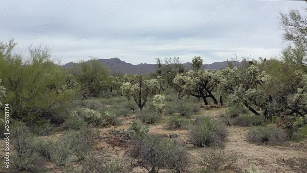Aerial shot flying over the Sonoran desert. Soaring over desert plants and cacti. Blue mountains at the horizon of the overcast sky. Drone shot with copy space for news stories on border control. Aerial shot flying over the Sonoran desert. Soaring over desert plants and cacti. Blue mountains at the horizon of the overcast sky. Drone shot with copy space for news stories on border control.