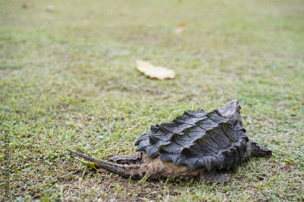 Obraz premium Alligator snapping turtle 