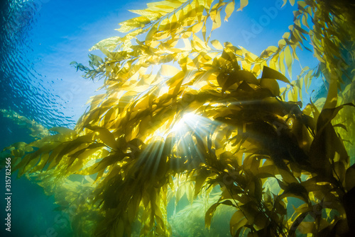 Underwater image of sun beams through a kelp canopy photo