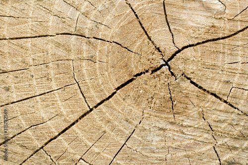 Close up shot of a wood log