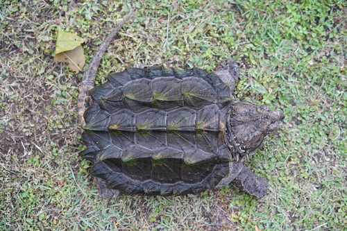 Alligator snapping turtle 