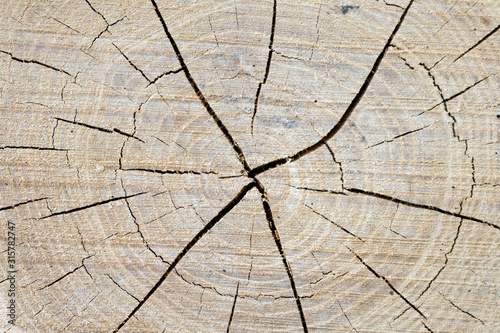 Close up shot of a wood log