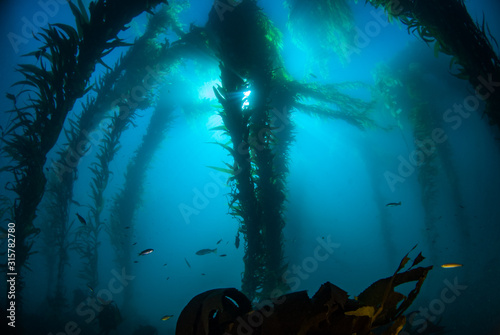 Underwater image of kelp stalks rising up from the deep blue water