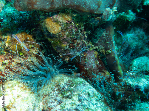 Pederson cleaner shrimps next to cork screw anemone  photo