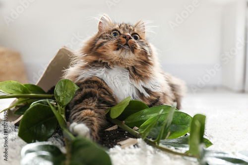 Cat near overturned houseplant on light carpet at home photo