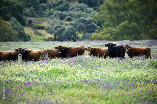 toros en el campo