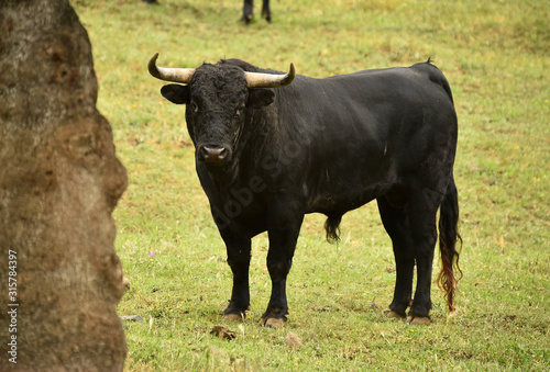 toro poderoso español con grandes cuernos