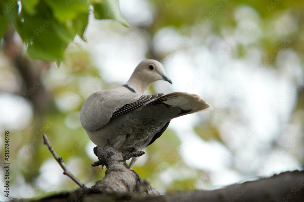 Close up shot of a wood pigeon in a nest