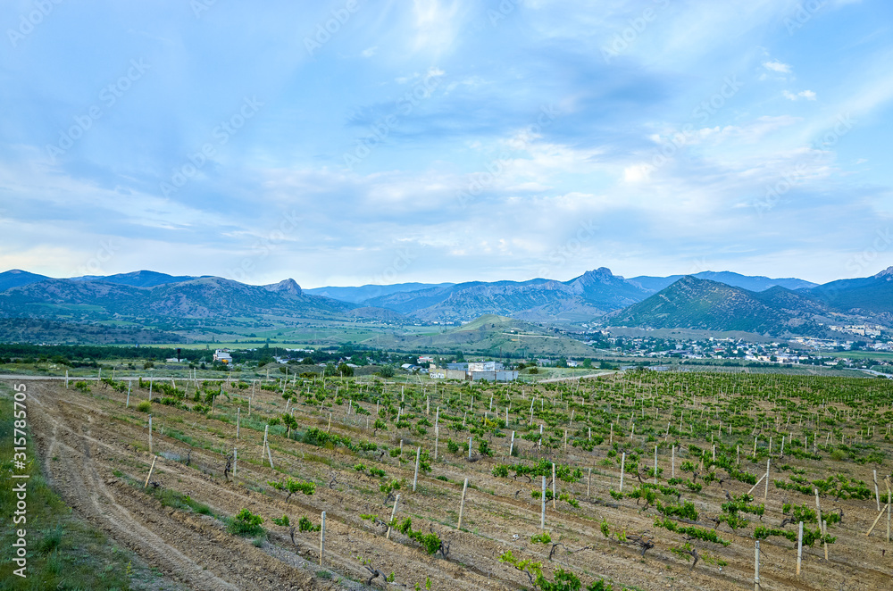 Vineyards in the highlands. Beautiful mountain view, Sudak District, Republic of Crimea
