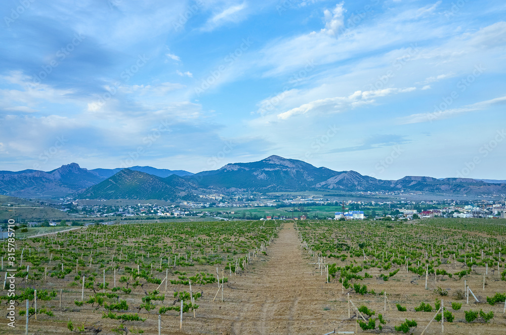Vineyards in the highlands. Beautiful mountain view, Sudak District, Republic of Crimea