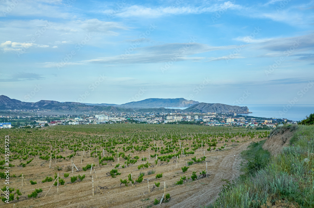 Vineyards in the highlands. Beautiful mountain view, Sudak District, Republic of Crimea