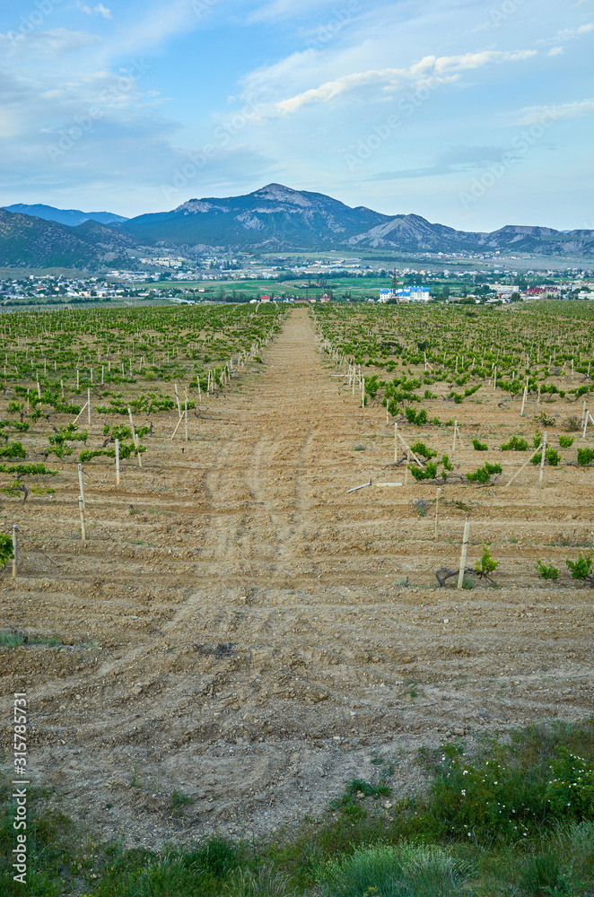 Vineyards in the highlands. Beautiful mountain view, Sudak District, Republic of Crimea