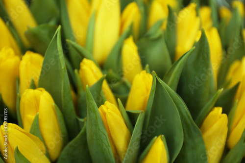 Beautiful bouquet of tulip flowers as background  closeup