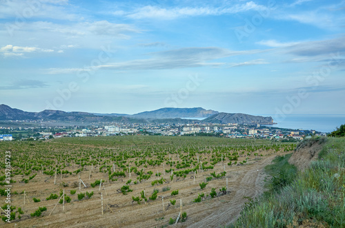 Obraz na płótnie Vineyards in the highlands. Beautiful mountain view, Sudak District, Republic of Crimea w salonie