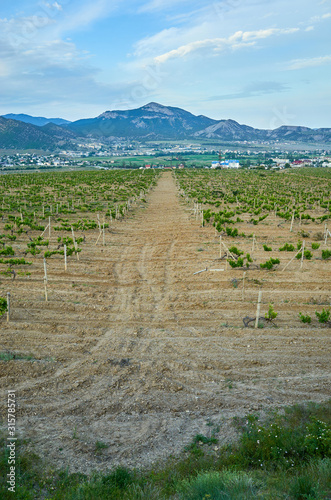 Obraz na płótnie Vineyards in the highlands. Beautiful mountain view, Sudak District, Republic of Crimea w salonie