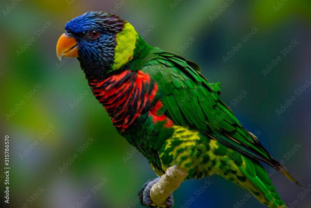 Obraz premium Rainbow Lorikeet
