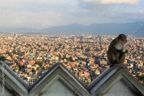 Monkey Sitting in the Buddhist Shrine of Swayambhunath Stupa