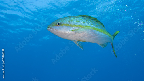 Εκτύπωση καμβά Yellowtail snapper in blue water