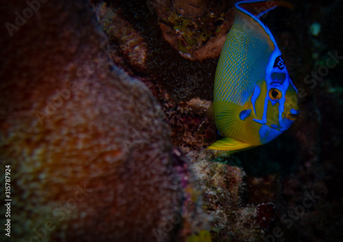 Anglefish (Underwater photography) photo