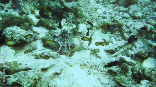 Octopus hugging a rock (Underwater photography)