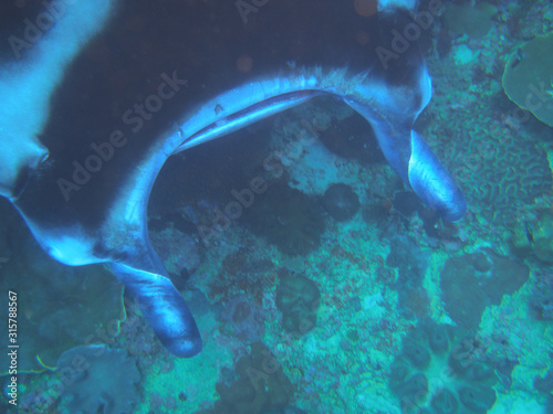 Manta Ray (Underwater photography) © Meagan Pollock, PhD