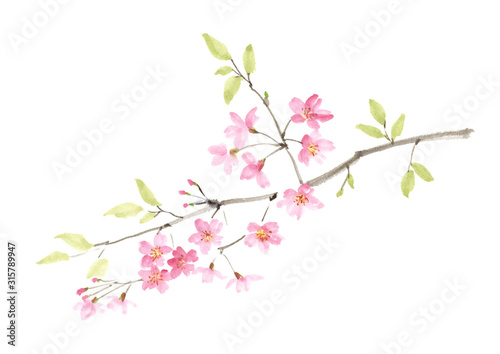 桜の水墨画 彩墨画
