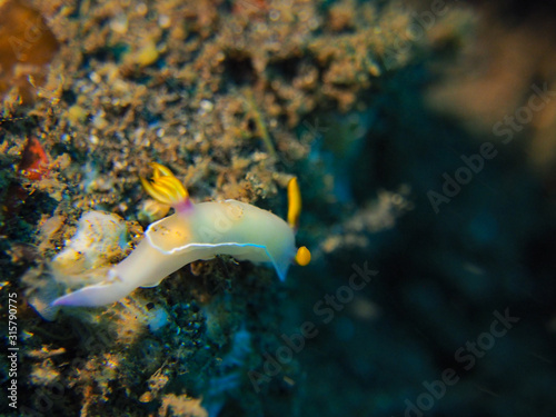 Nudibranch (Underwater Photography)