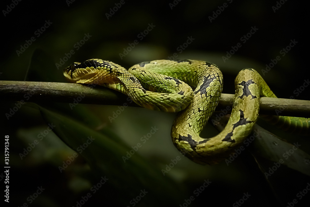 Naklejka premium Green Pit Viper