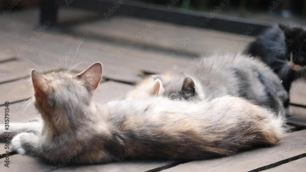 Mommy cat nursing her little kittens lying down outdoors. Close-up beautiful homeless kitty breastfeeding and caring small colorful kittens. Pet family. Mommy cat nursing her little kittens lying down outdoors. Close-up beautiful homeless kitty breastfeeding and caring small colorful kittens. Pet family.