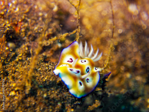 Nudibranch (Underwater Photography)