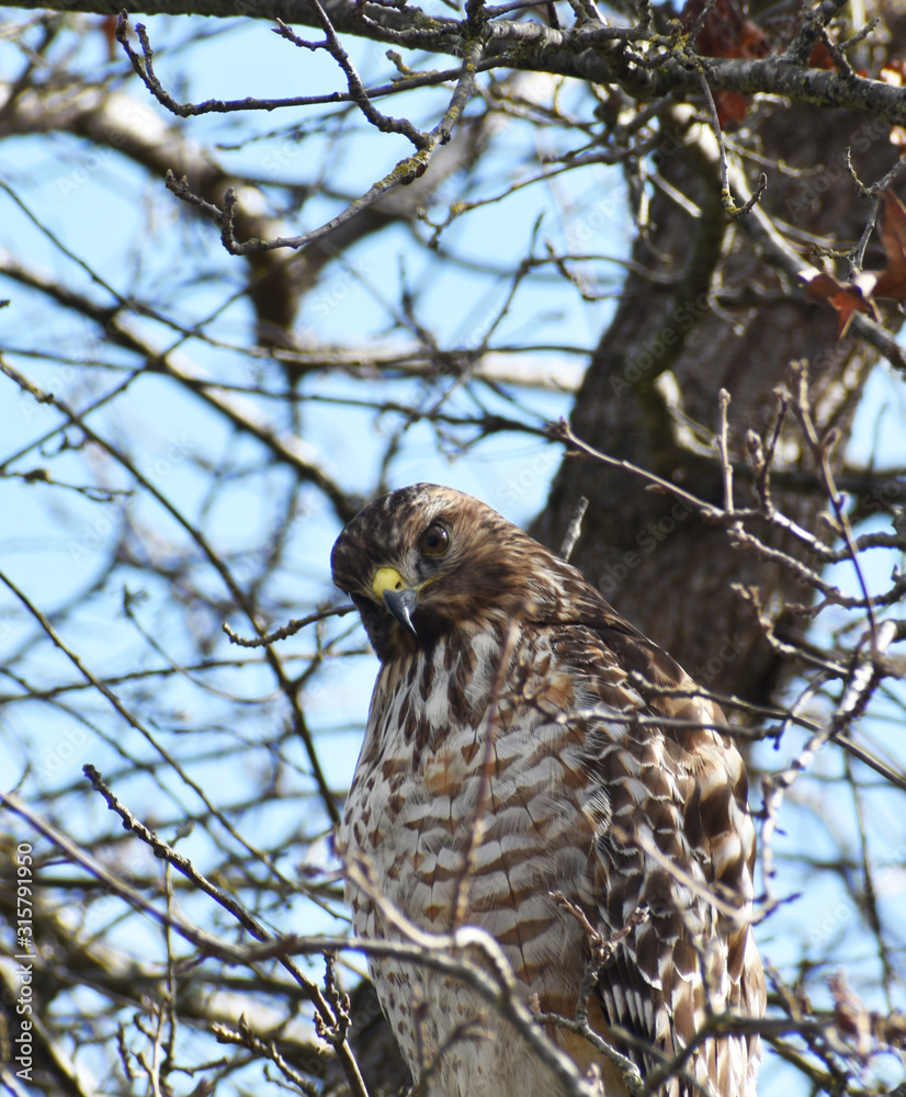 Beautiful Red Tailed Hawk Portrait Beautiful Red Tailed Hawk Portrait
