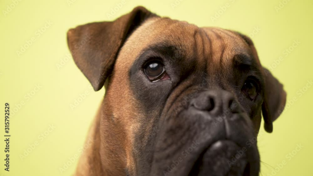 Portrait of a dog breed Boxer Terrier on an yellow background Portrait of a dog breed Boxer Terrier on an yellow background