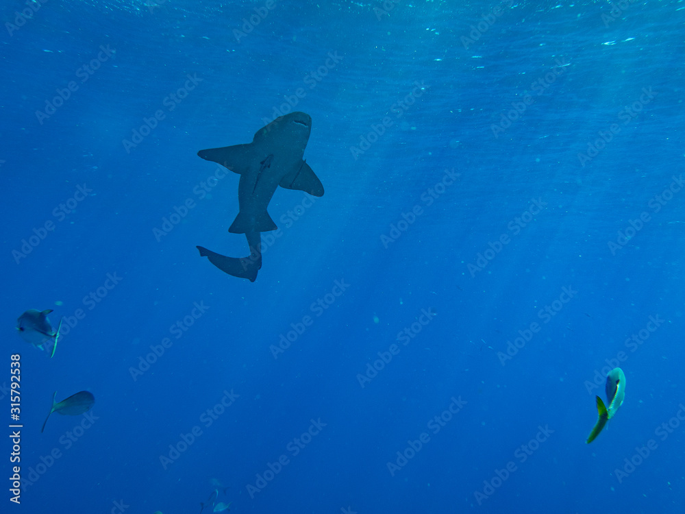 Obraz premium Shark swimming in blue water (Underwater Photography)