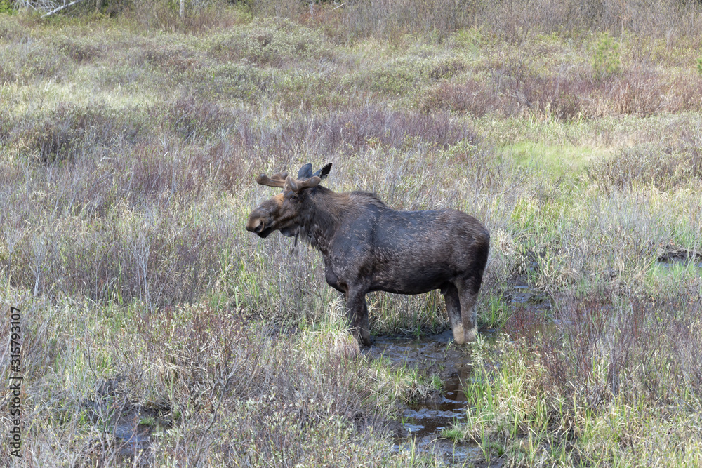A lone male bull moose in the woods A lone male bull moose in the woods