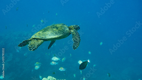 Sea turtle swimming with fish in open blue water (Underwater Photography)