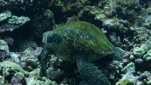 Sea turtle looking up from resting on the coral (Underwater Photography)