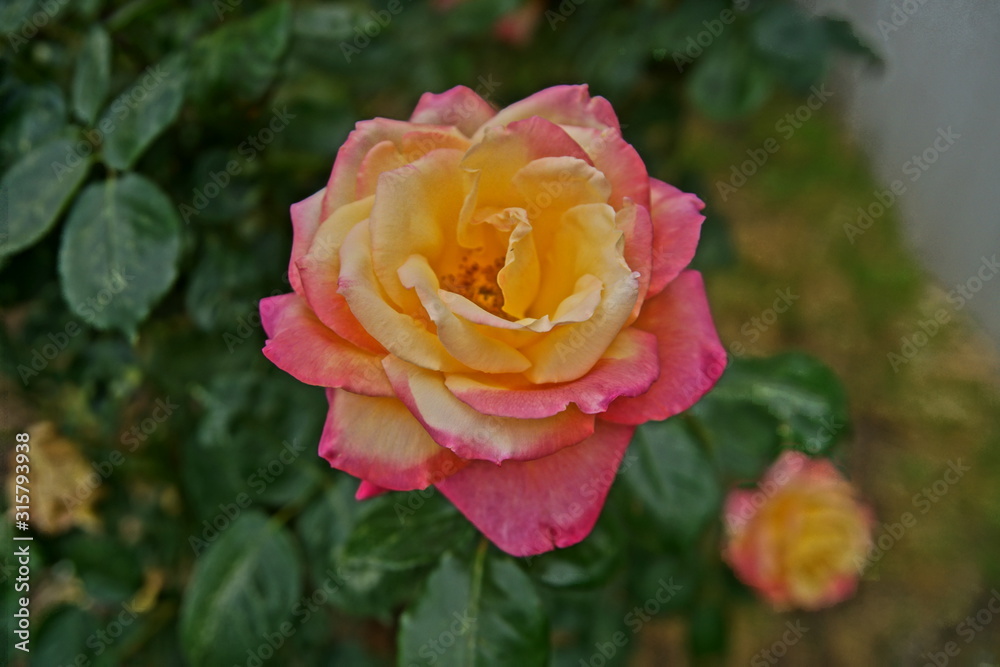 pink rose in the garden pink rose in the garden