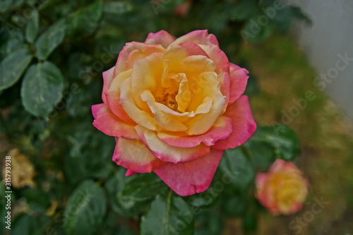 pink rose in the garden