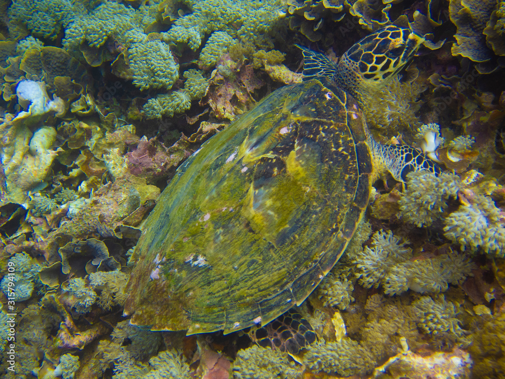 Sea turtle with algae covered shell feeding on coral Sea turtle with algae covered shell feeding on coral